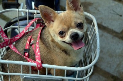 忠犬