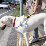 (253) “正しい者は、自分の家畜(動物)のいのちに気を配る。”